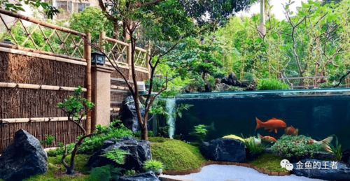 天津大盛潘六叔國壽精品錦鯉與專業魚糧 秋冬季養護指南